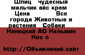 Шпиц - чудесный мальчик айс-крем › Цена ­ 20 000 - Все города Животные и растения » Собаки   . Ненецкий АО,Нельмин Нос п.